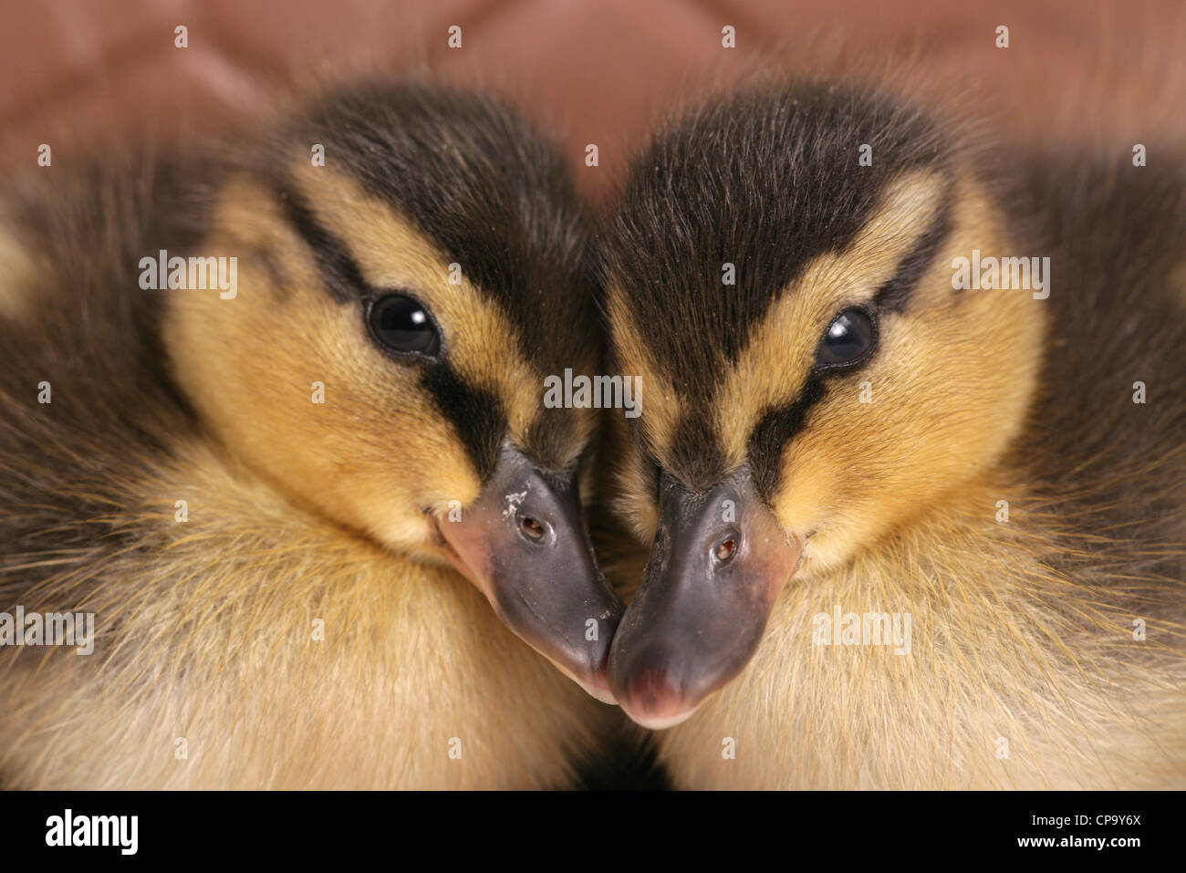 Stockente Anas Platyrhynchos zwei Entenküken in einem Studio UK Stockfoto