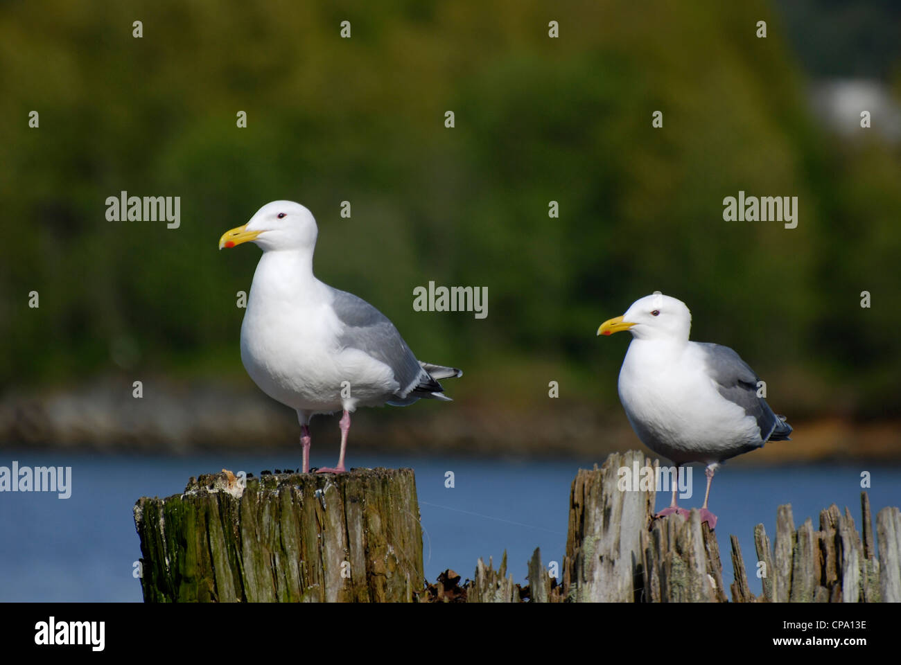 Möwe Stand auf Holz Stockfoto