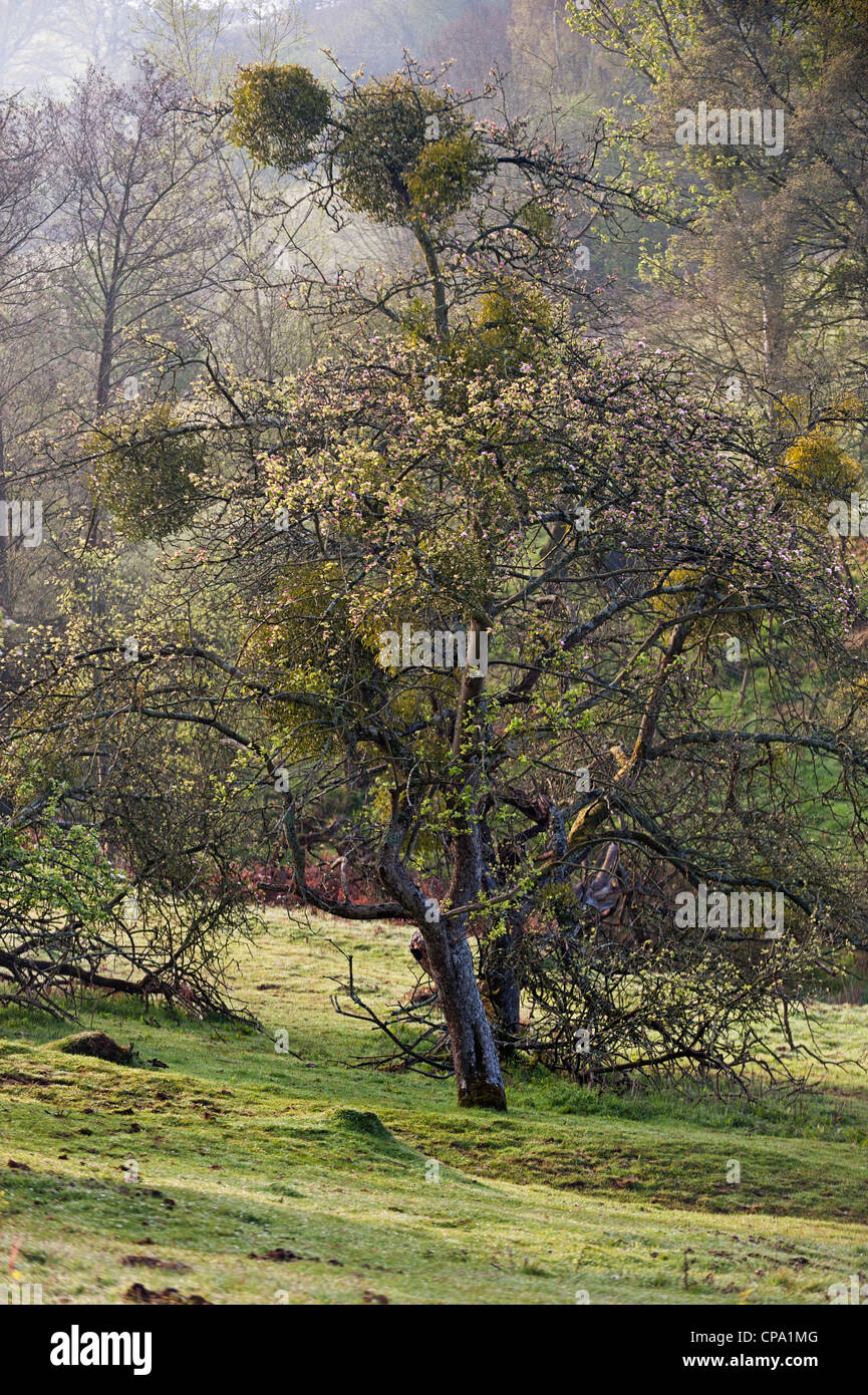 Mistel auf Apfelbaum im Obstgarten in der Frühlingssonne Stockfoto