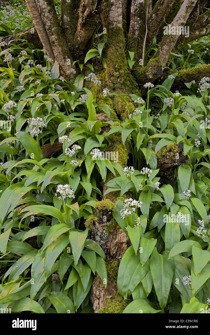 Bärlauch Bärlauch Allium Ursinum; Stockfoto