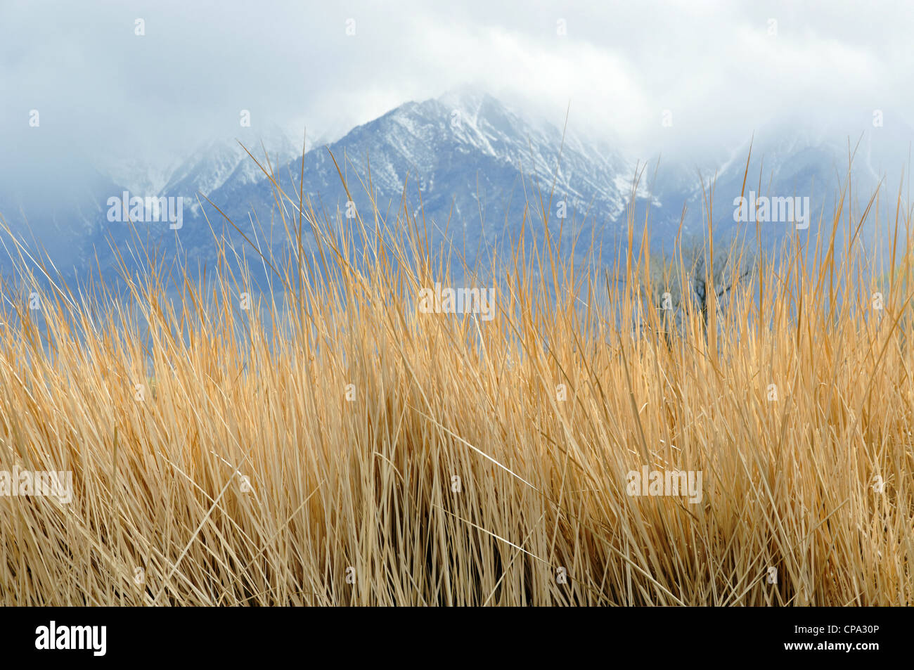 Schilf bei Twin Lakes, mit Sierra Nevada Mountains im Hintergrund, bei Independence, Kalifornien, USA. Stockfoto