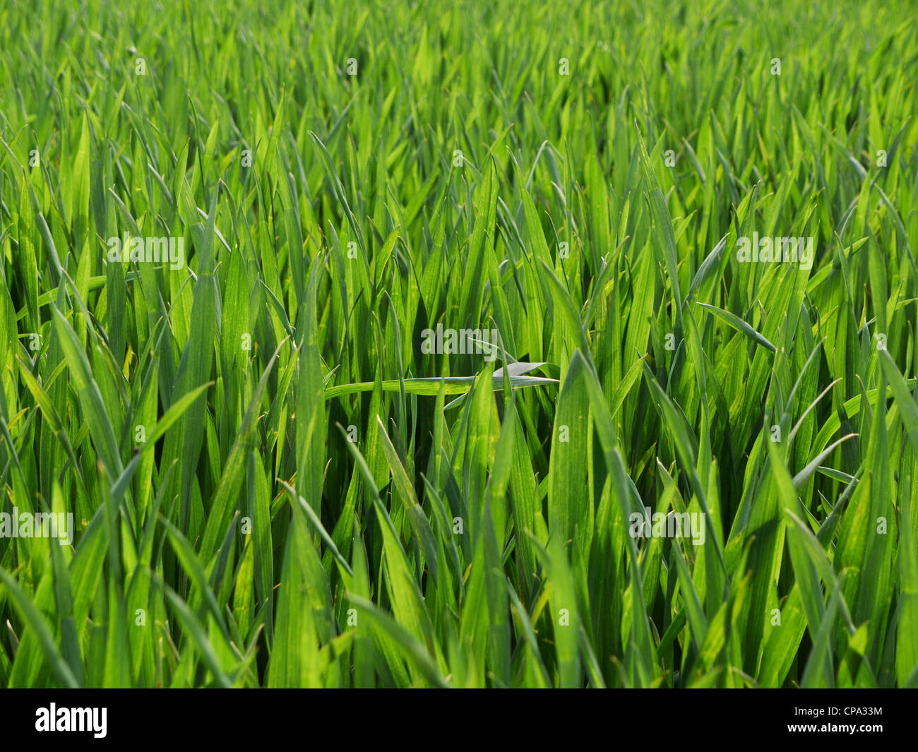 Weizen-Getreide wächst in einem Feld Stockfoto