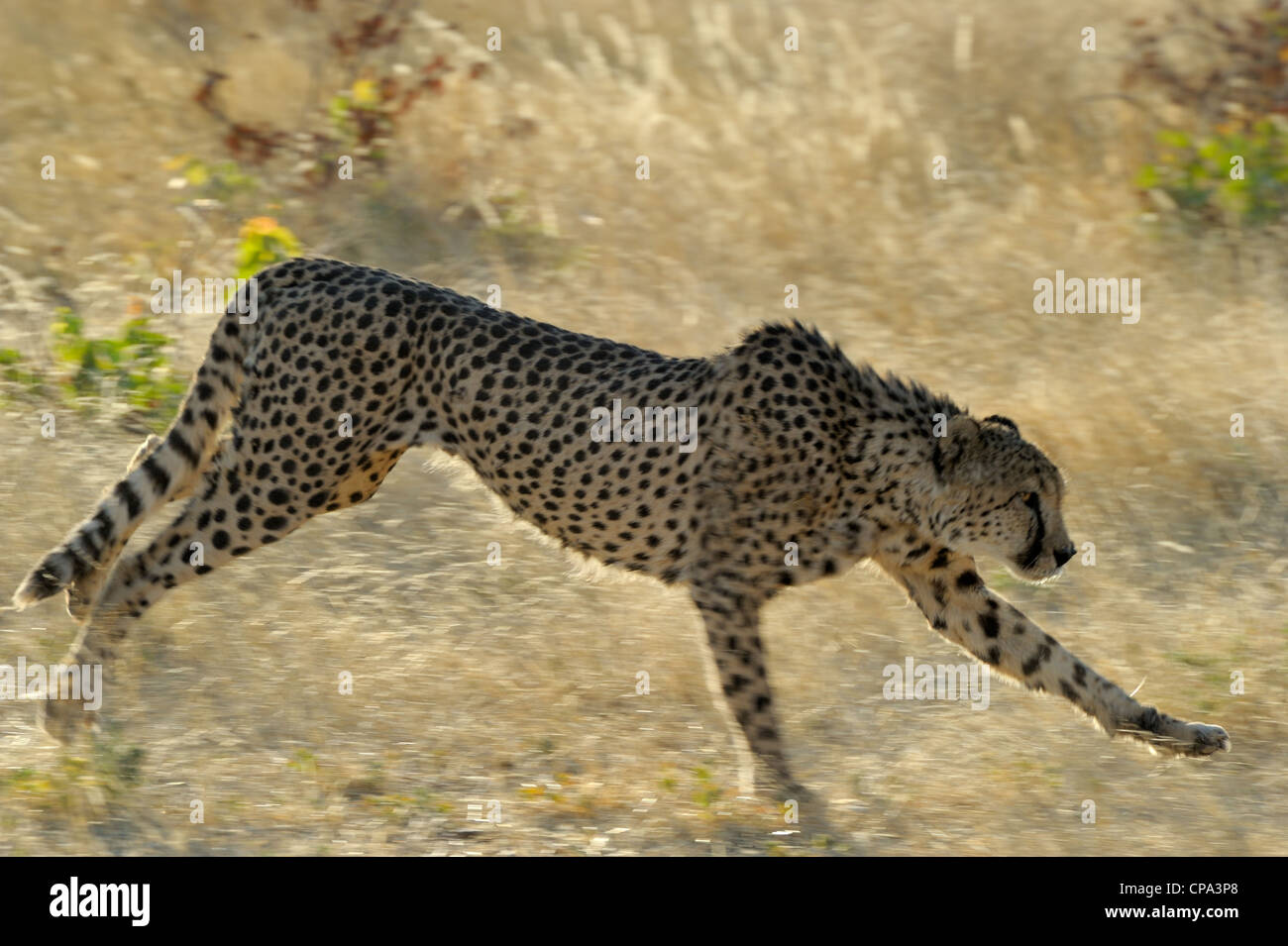 Gepard läuft. Stockfoto