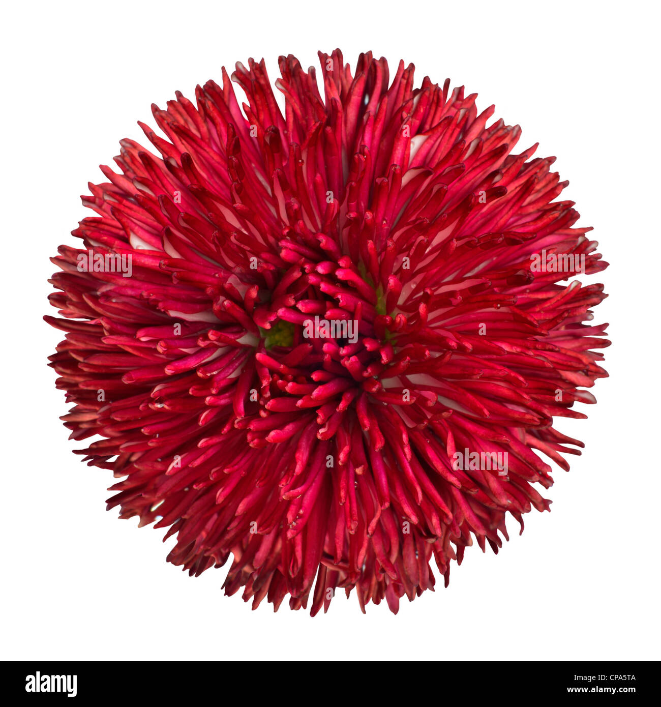 Rote Daisy Flower Head Isolated on White Background. Bellis Perennis - Englisch Daisy - Asteraceae Makro Stockfoto