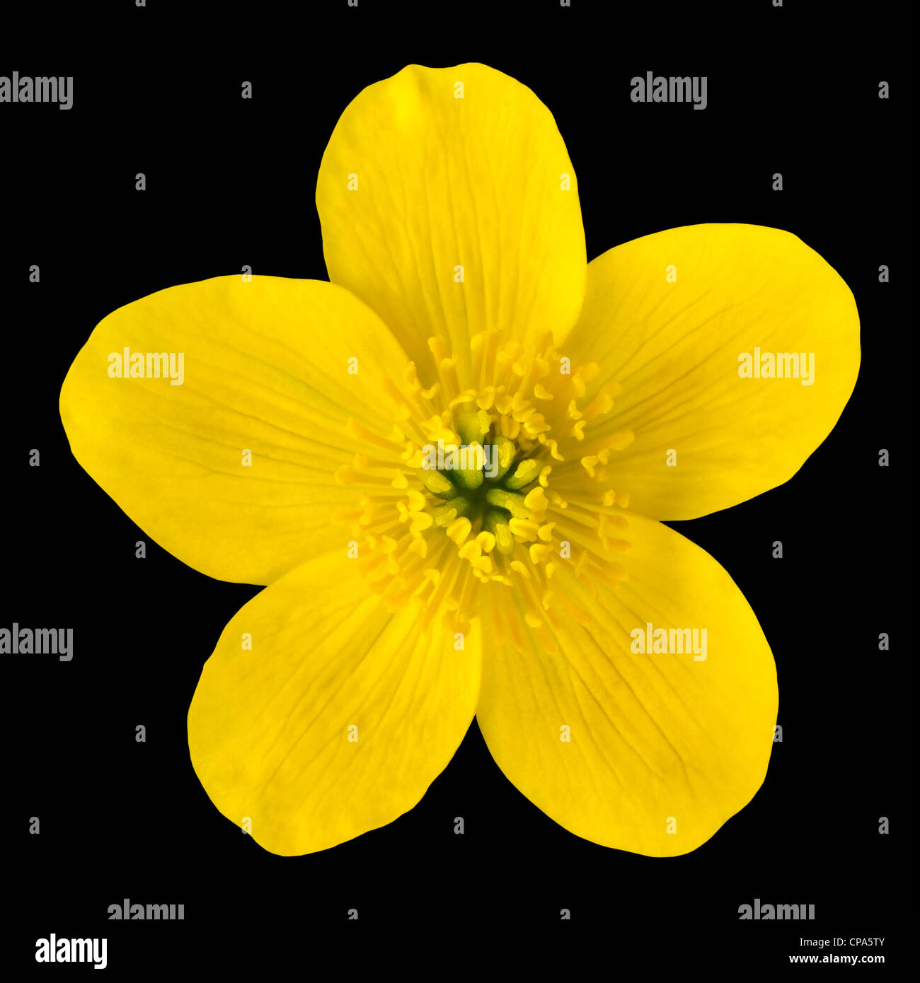Marsh Marigold gelbe Blume auf schwarzem Hintergrund isoliert. Caltha Palustris Makro-Detail Stockfoto