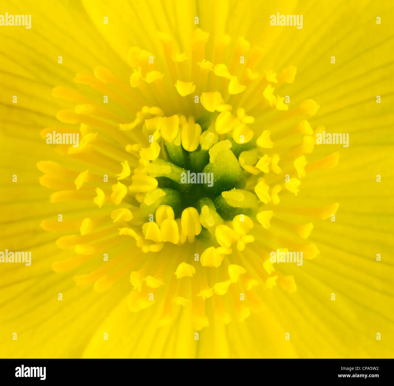 Makroaufnahme einer gelb Marsh Marigold Blütenmitte. Nahaufnahme von Stempel, Anthere mit gelbem Hintergrund Stockfoto