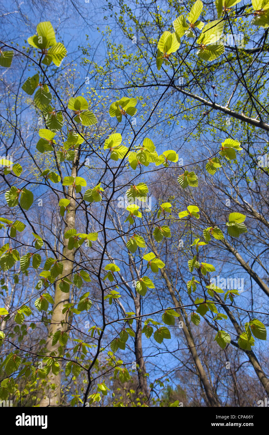 Buche Fagus Sylvatica neue Blätter im Frühjahr Stockfoto