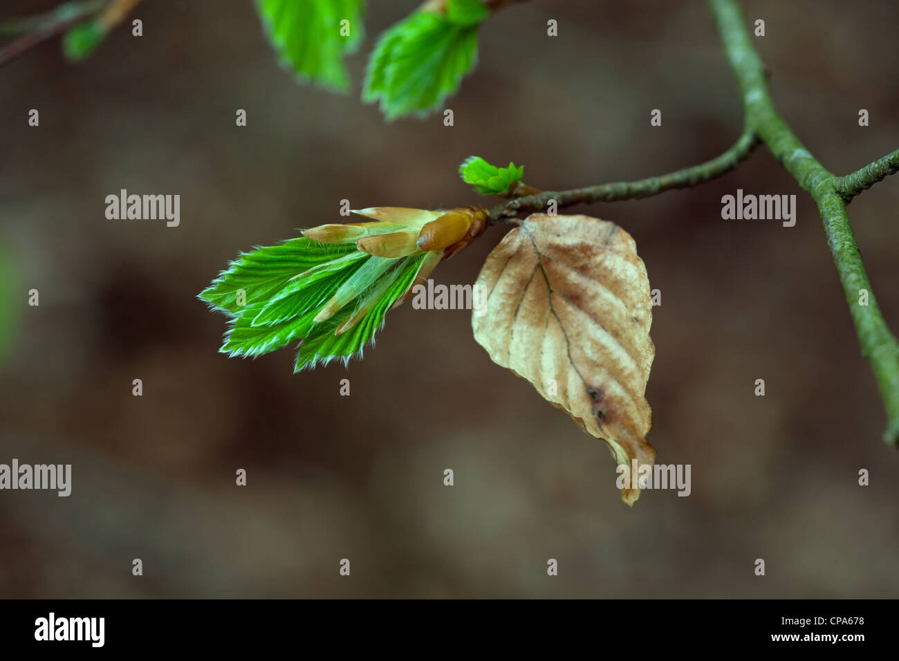 Buche Fagus Sylvatica neues Shooting und alten Blatt Stockfoto