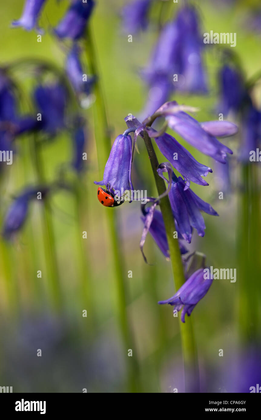 Ein Marienkäfer Coccinella punctata auf Bluebell Hyacinthoides non-scriptus in voller Blüte Teppich der Frühling Wald in den Chilterns Stockfoto