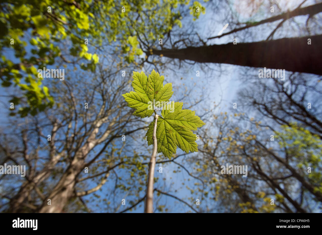 Bergahorn Acer Pseudoplatanus Sämling wächst in Laubstreu Stockfoto