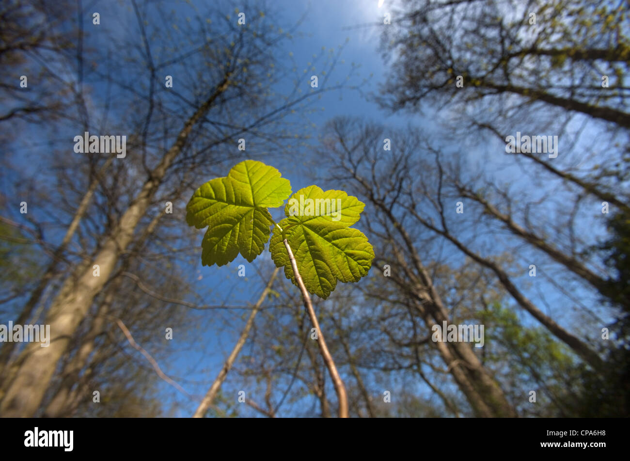 Bergahorn Acer Pseudoplatanus Sämling wächst in Laubstreu Stockfoto