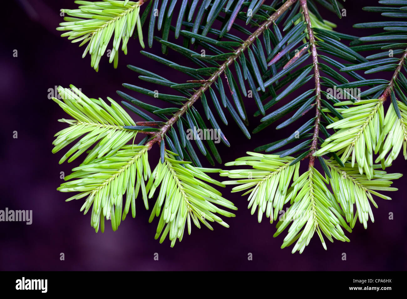 Neue Triebe auf Western Hemlock Tsuga Heterophylla Nadeln im Frühjahr Stockfoto