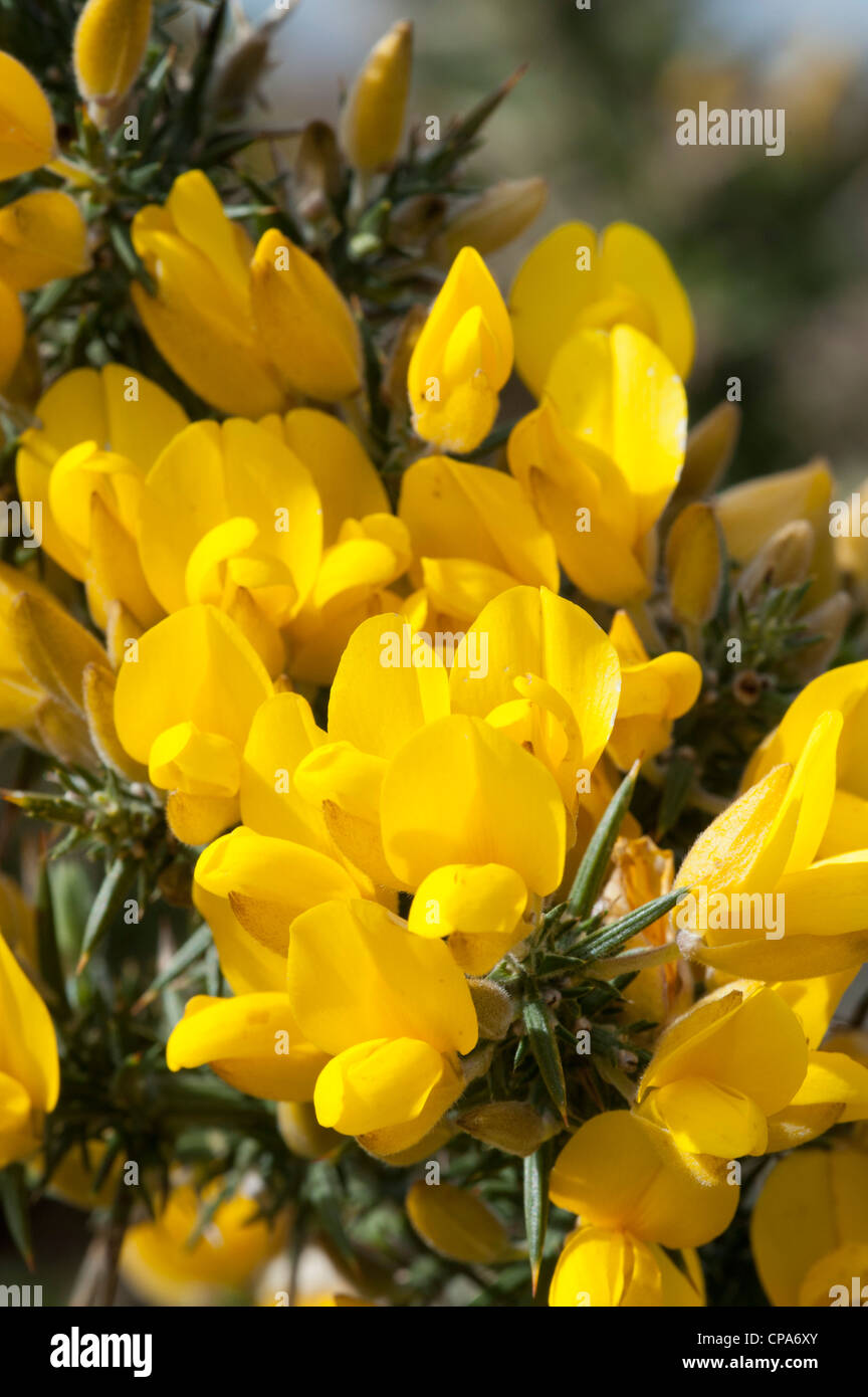 Gemeinsamen Stechginster (Ulex Europaeus), Blume detail Stockfoto