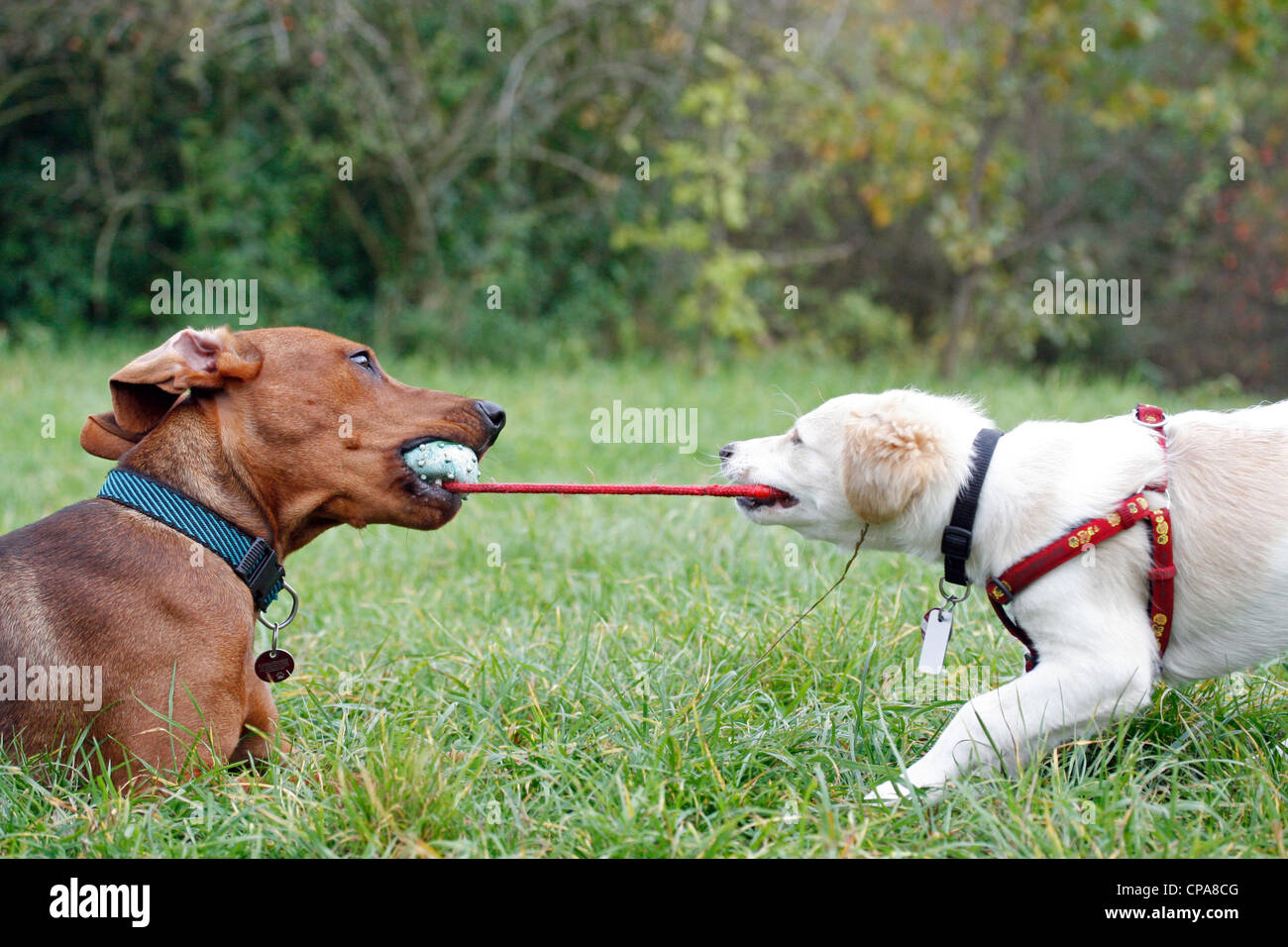 Zwei Hunde miteinander spielen Stockfoto, Bild 48169312 Alamy