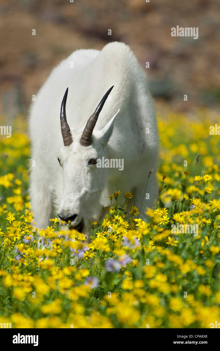 Ein einsamer Bergziege Essen alpinen Wildblumen, nördlichen Montana Stockfoto