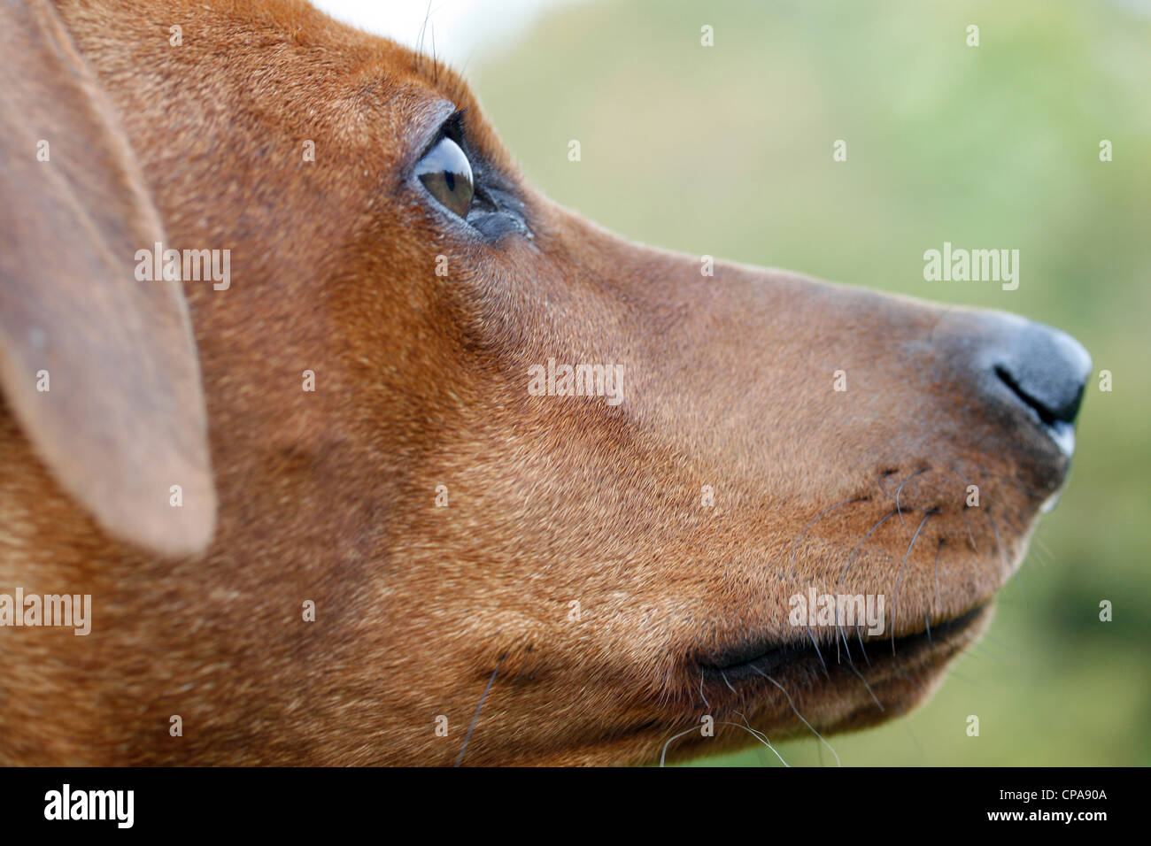 Leiter der Deutsche Pinscher Stockfoto
