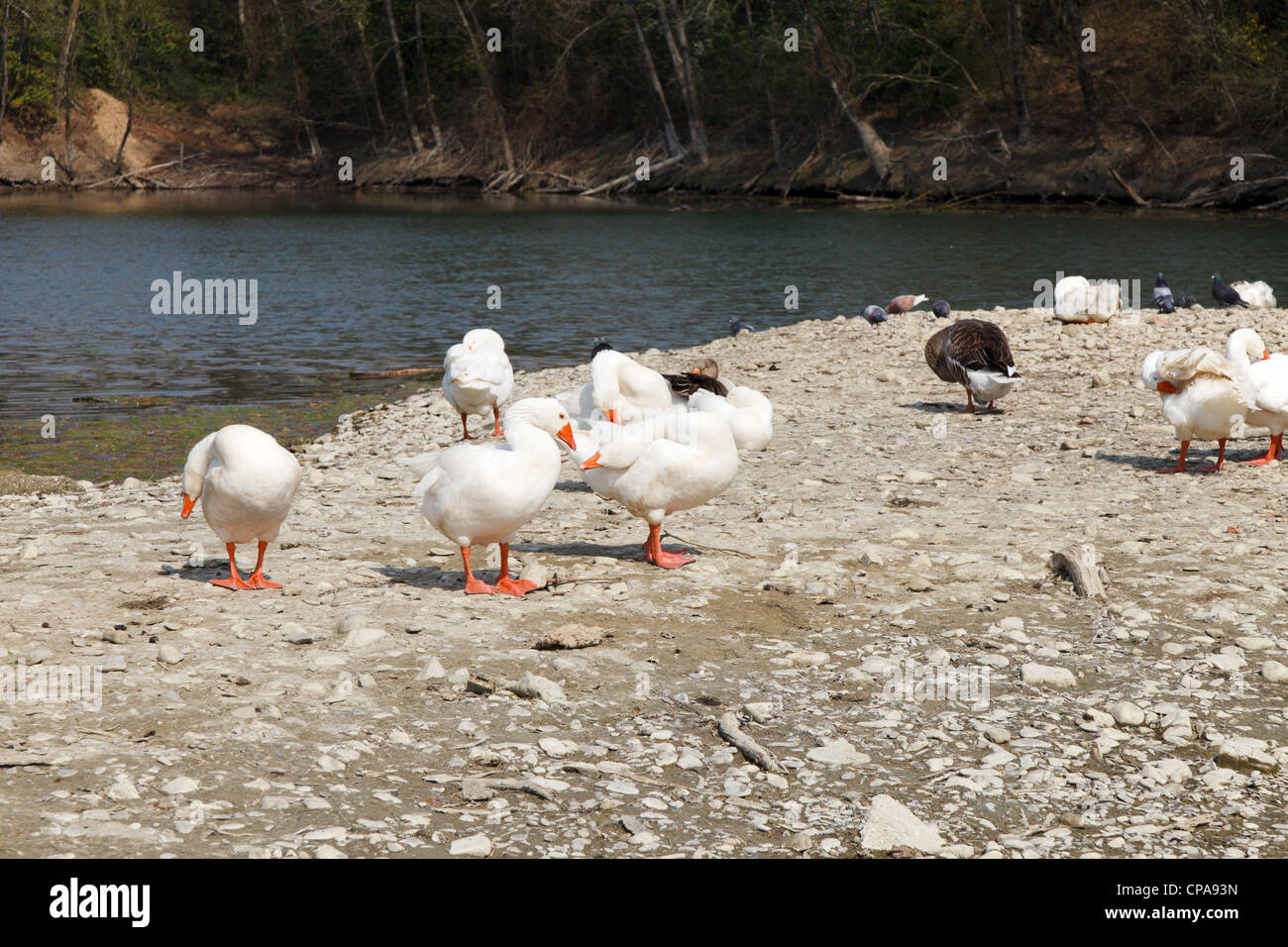 Enten in ihrem natürlichen Lebensraum Stockfoto