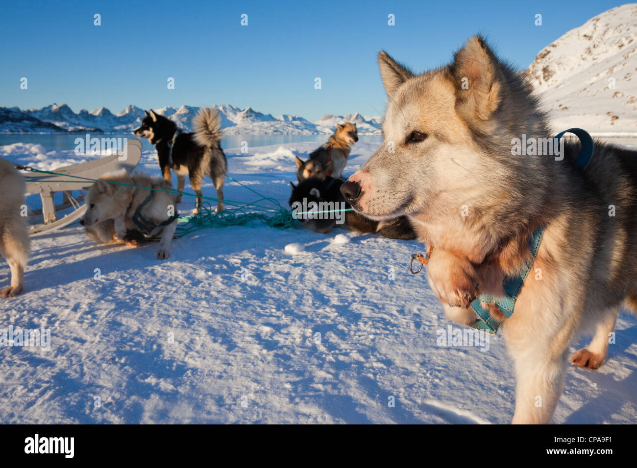 Schlittenhunde in Grönland Stockfoto