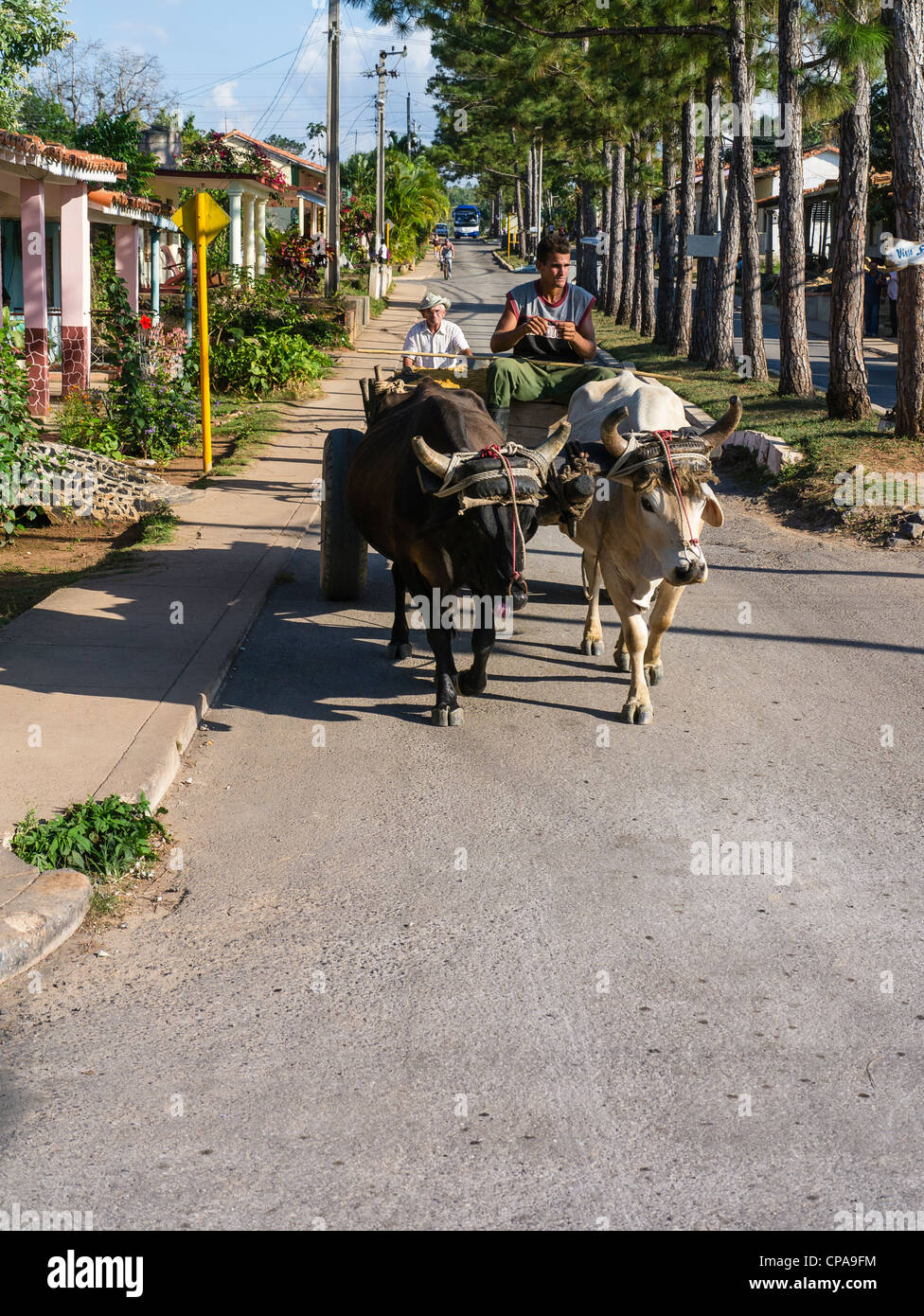 Ein junger kubanischer Mann in seinen Zwanzigern sitzt und fährt sein Team von zwei Ochsen, die seinen Wagen entlang einer Straße in Viñales, Kuba zu ziehen. Stockfoto