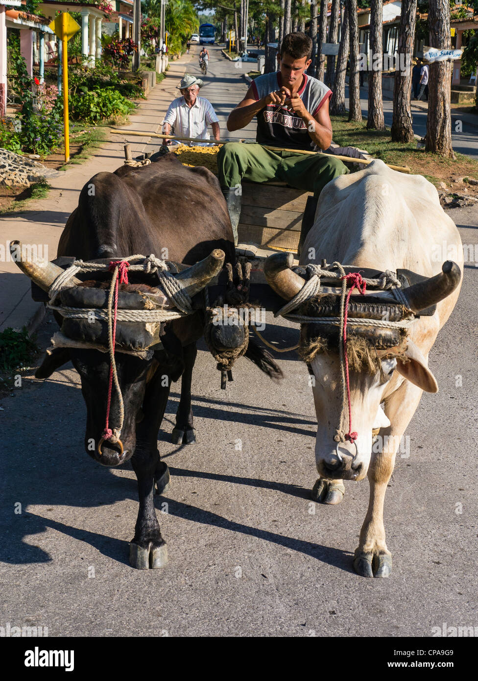 Ein junger kubanischer Mann in seinen Zwanzigern sitzt und fährt sein Team von zwei Ochsen, die seinen Wagen entlang einer Straße in Viñales, Kuba zu ziehen. Stockfoto
