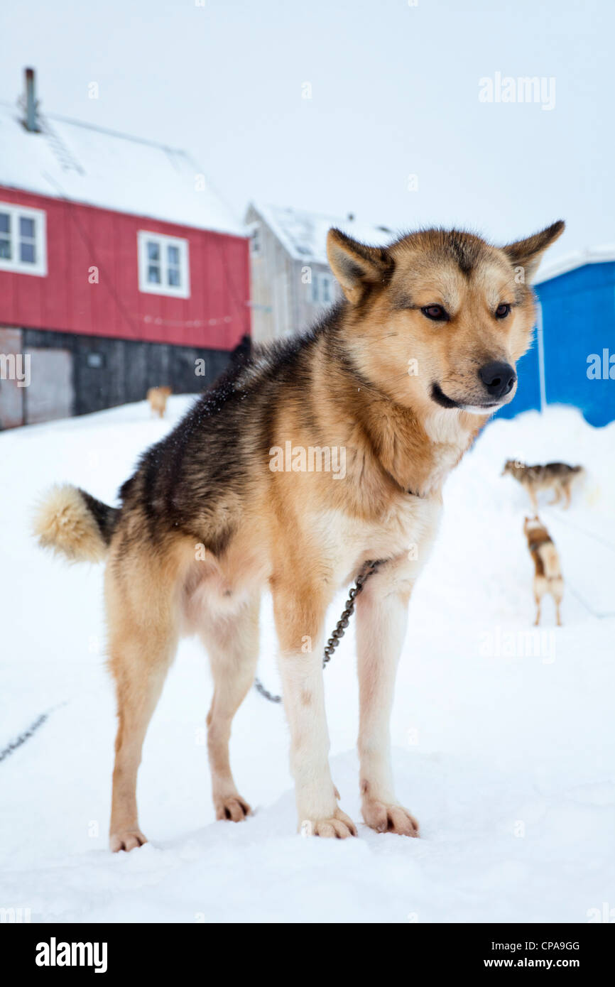 Husky in Inuit Dorf von Kulusuk, Grönland Stockfoto