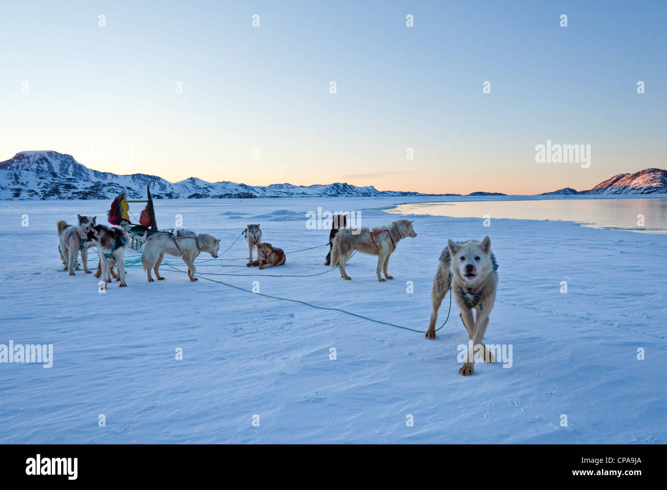 Huskies / husky Hund Team - Grönland Stockfoto