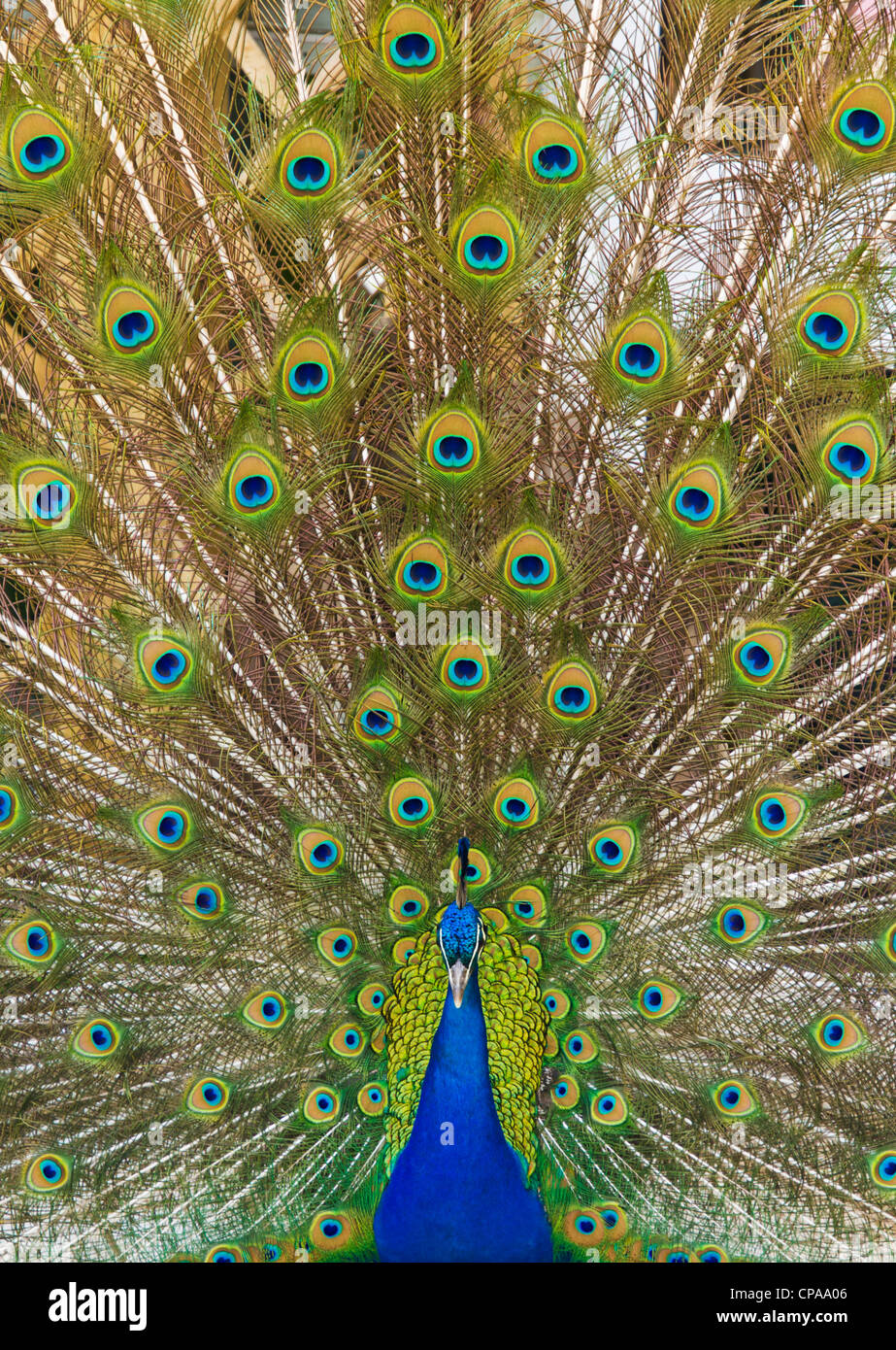 Männlicher Pfau Anzeige zeigt Schwanzfedern Stockfoto