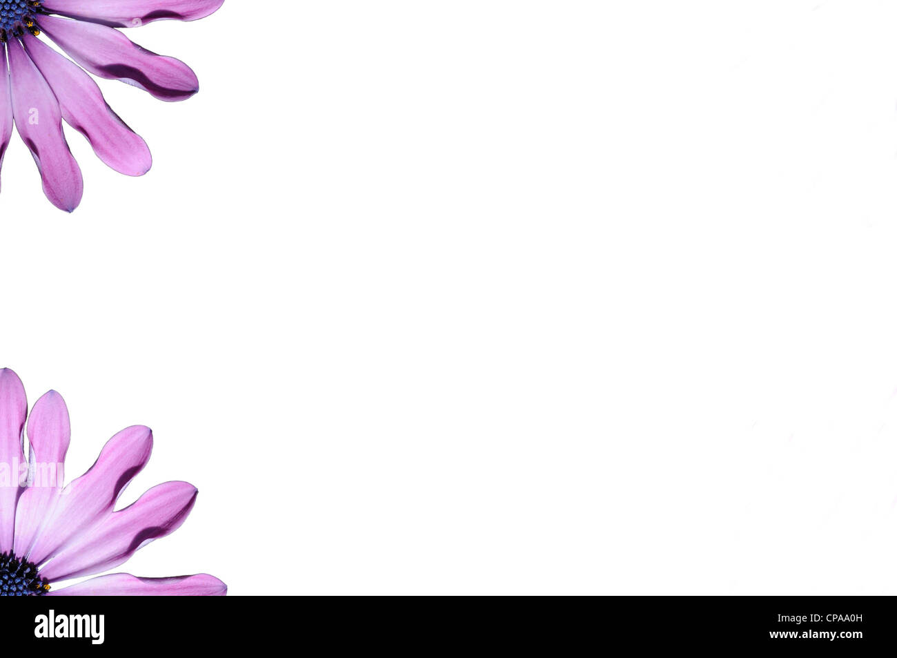Lila Osteospermum Blumen in den zwei Ecken mit Leerraum für Text im Zentrum Stockfoto