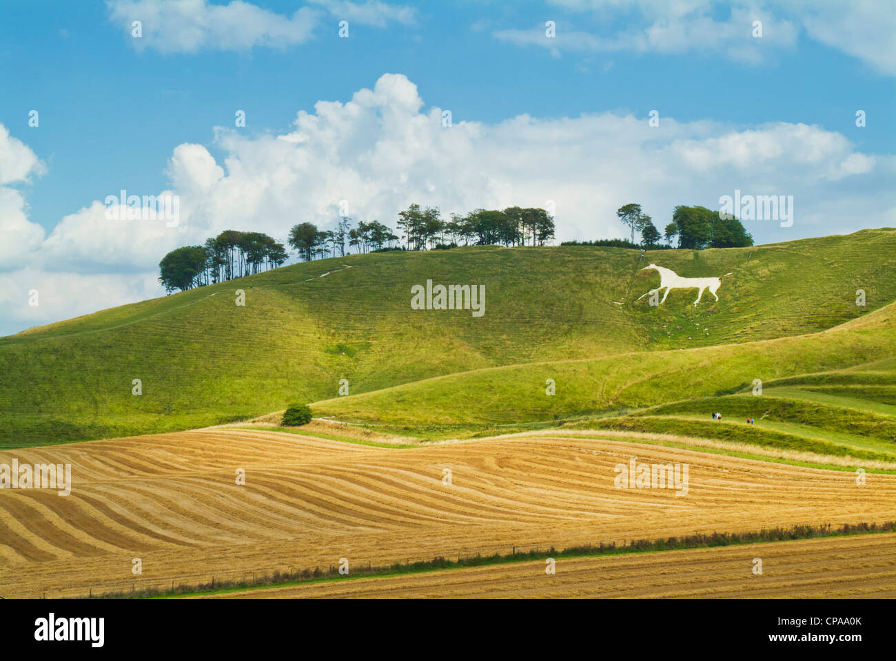 weiße Kreide Pferd Figur am Cherhill down Wiltshire England UK GB EU Europa Stockfoto