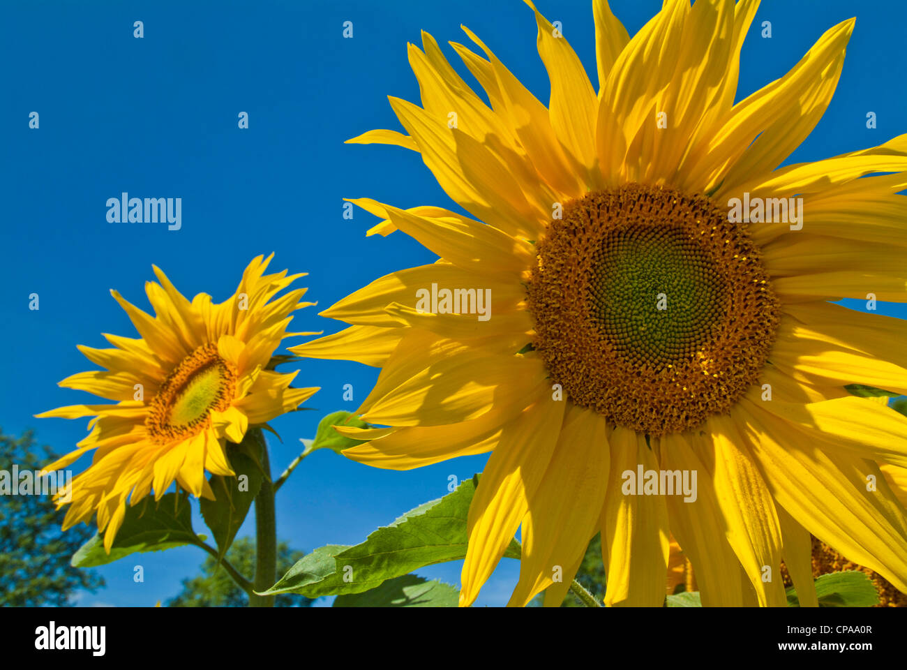 Sonnenblumen-England-UK-GB-EU-Europa Stockfoto
