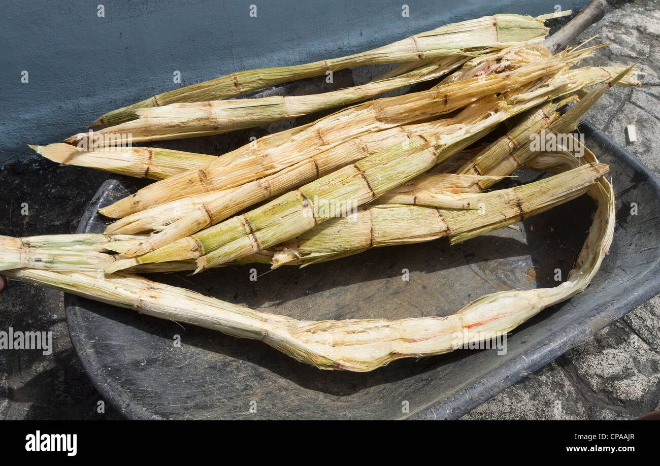 Sugar Canes, gepressten und bereit für Bio-Kraftstoff makin Stockfoto