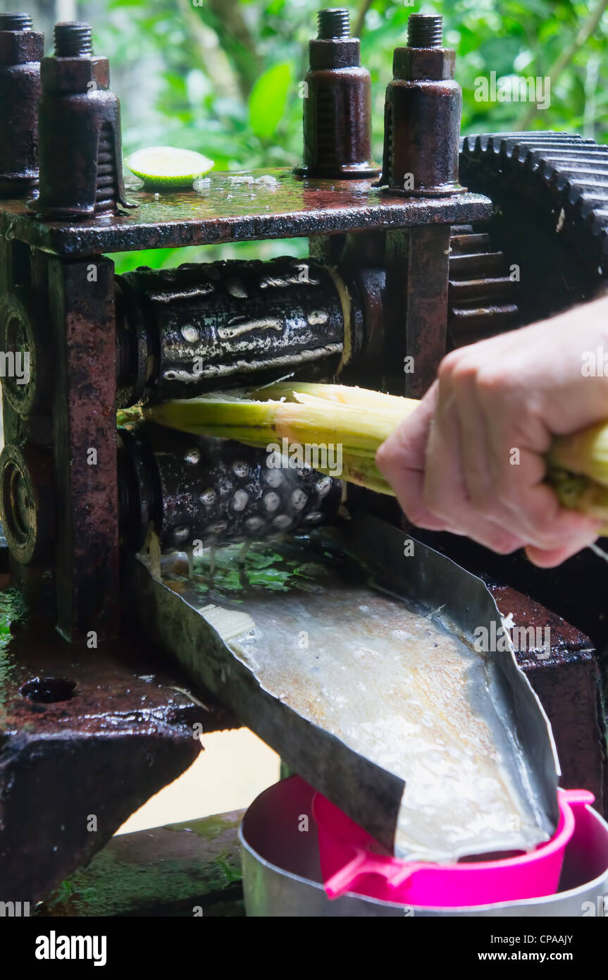 Zuckerrohr drücken macht frischem Zuckerrohrsaft Stockfoto