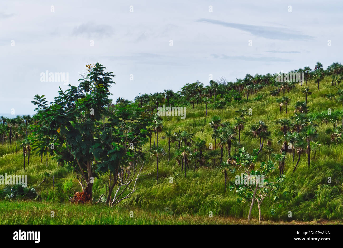 Tal der Zuckermühlen, Trinidad, Kuba oder Valle de Los Ingenios, UNESCO-Weltkulturerbe Stockfoto