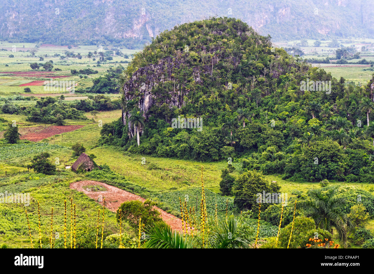 Das Vinales Tal in Kuba, ein beliebtes Ferienziel und ein großer Tabak Anbaugebiet Stockfoto