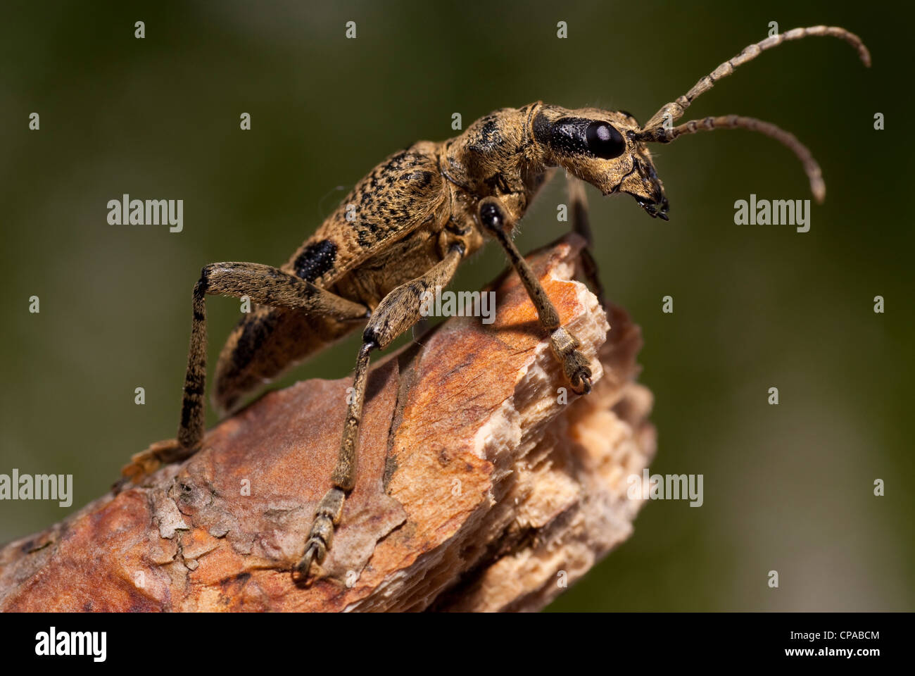 Braun gerippt Käfer auf Ast im Wald Stockfoto