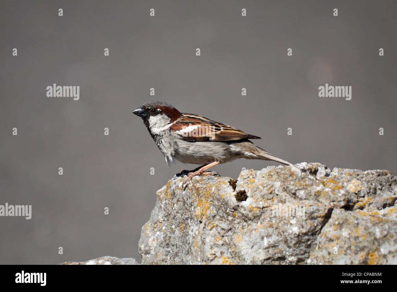 Männlicher Haussperling Stockfoto