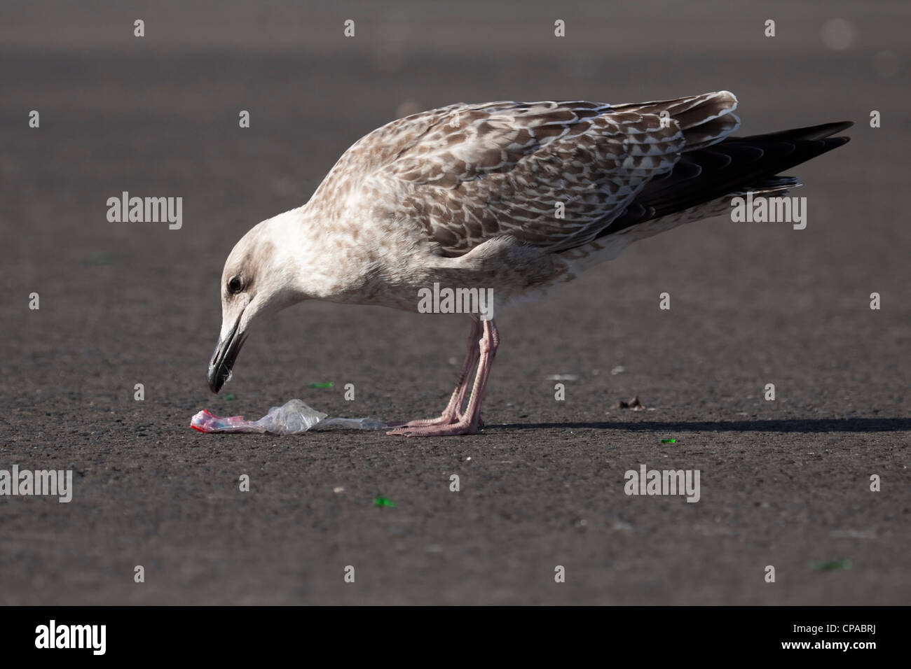 Silbermöwe Fütterung auf Felsen Stockfoto