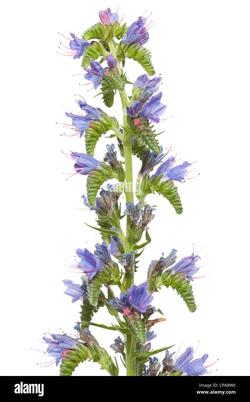 Echium Vulgare oder Blueweed auf weißem Hintergrund Stockfoto