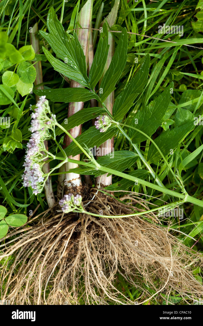 Wurzel, Blatt und Blume Baldrian auf Rasen Stockfoto