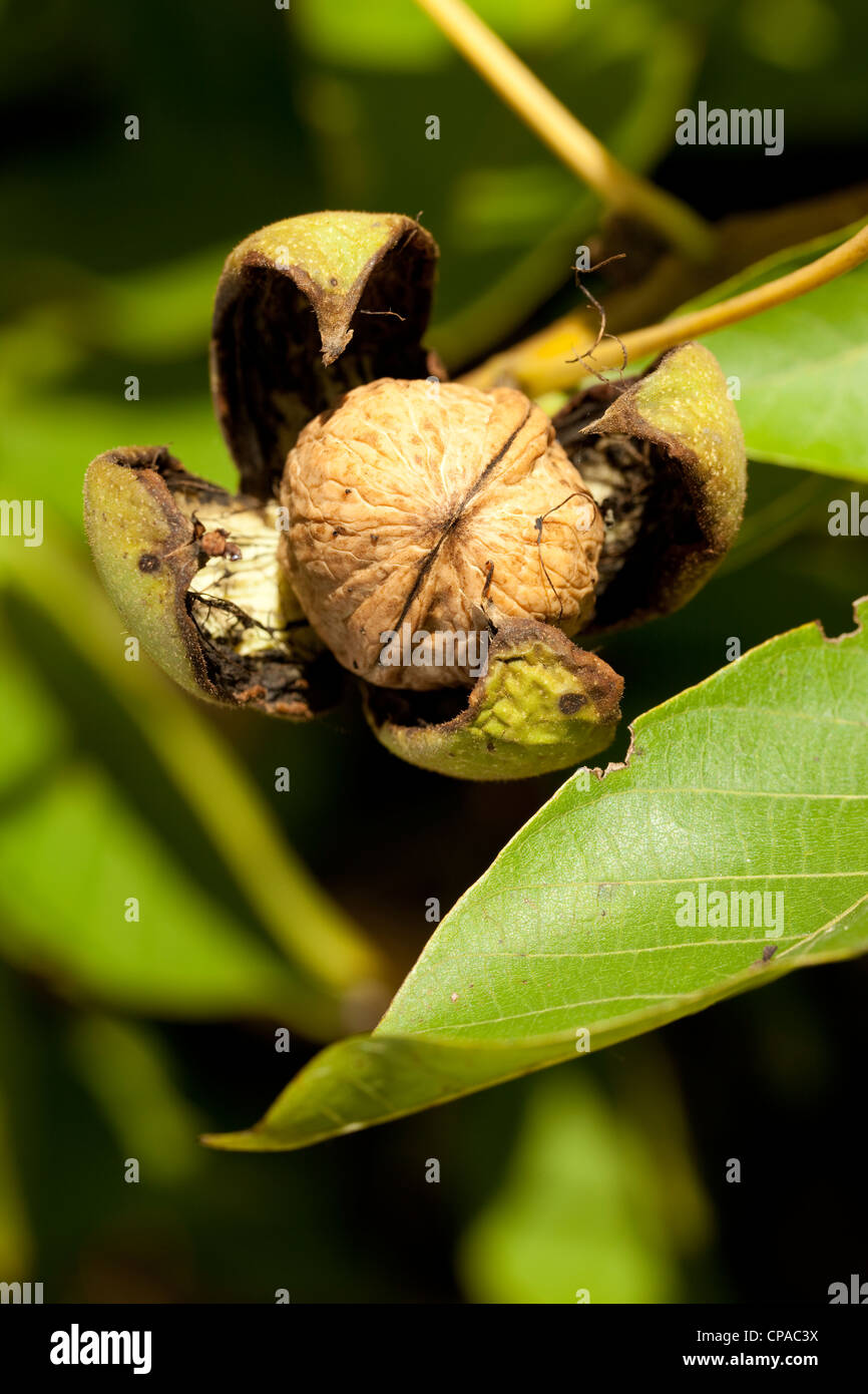 Walnuss Zweig mit reifen Früchten Stockfoto