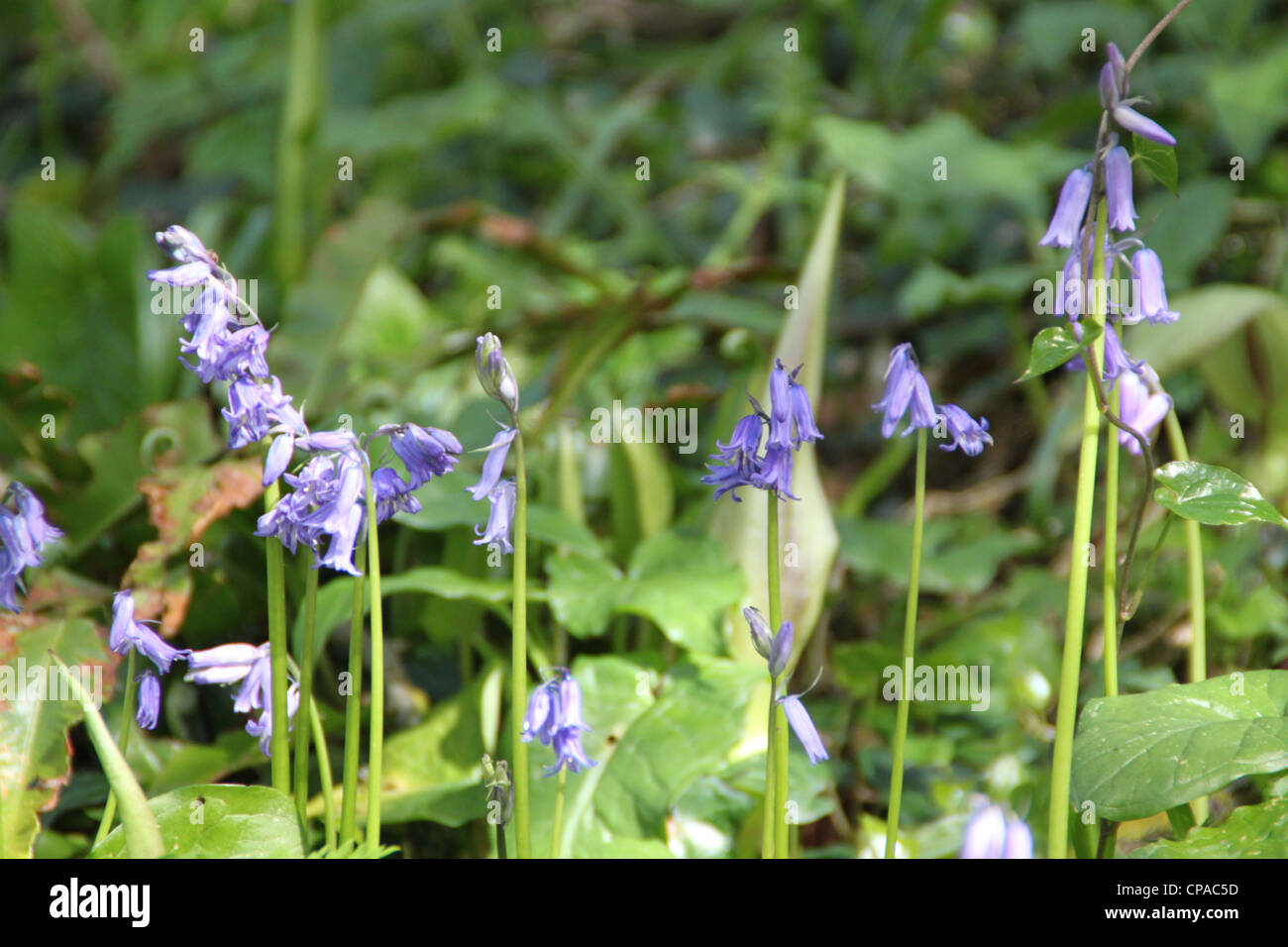 schöne Glockenblumen im Garten Stockfoto