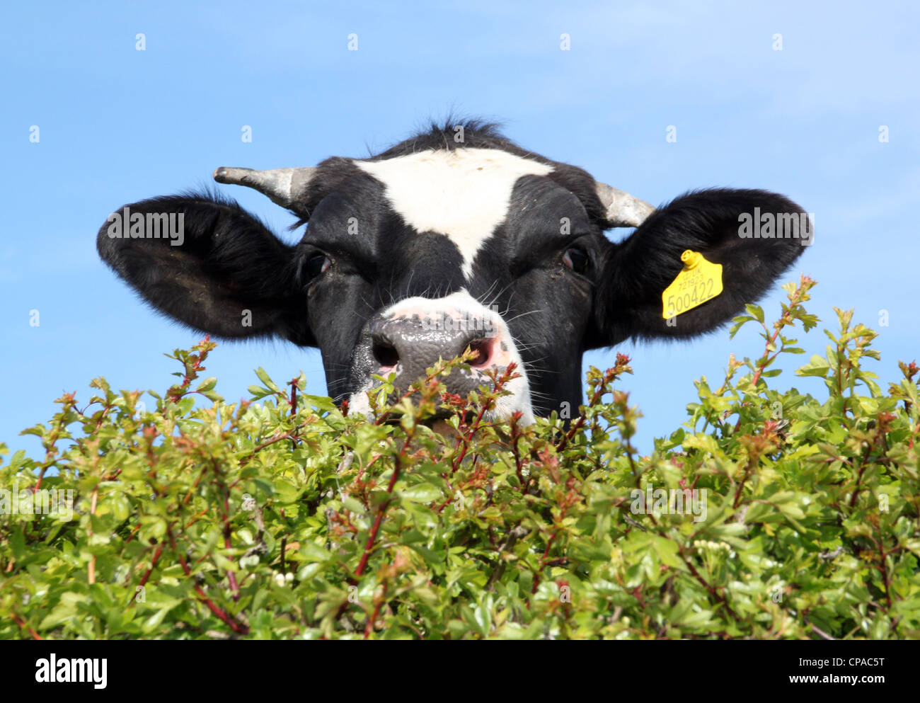 Kuh mit Blick auf eine Hecke mit sonnigen Himmel auf dem Lande Stockfoto