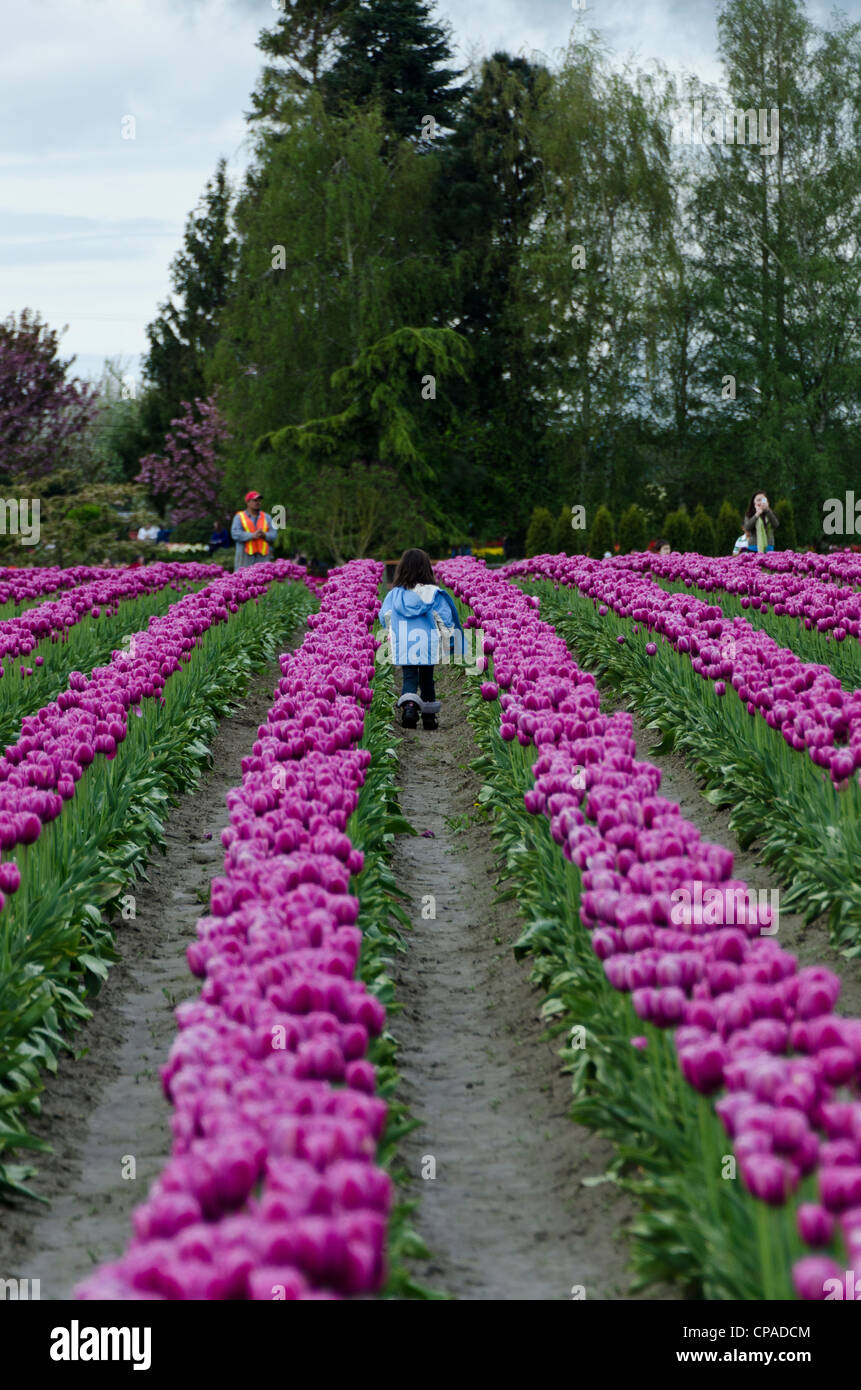 Tulpen wachsen auf großen Bauernhof Stockfoto