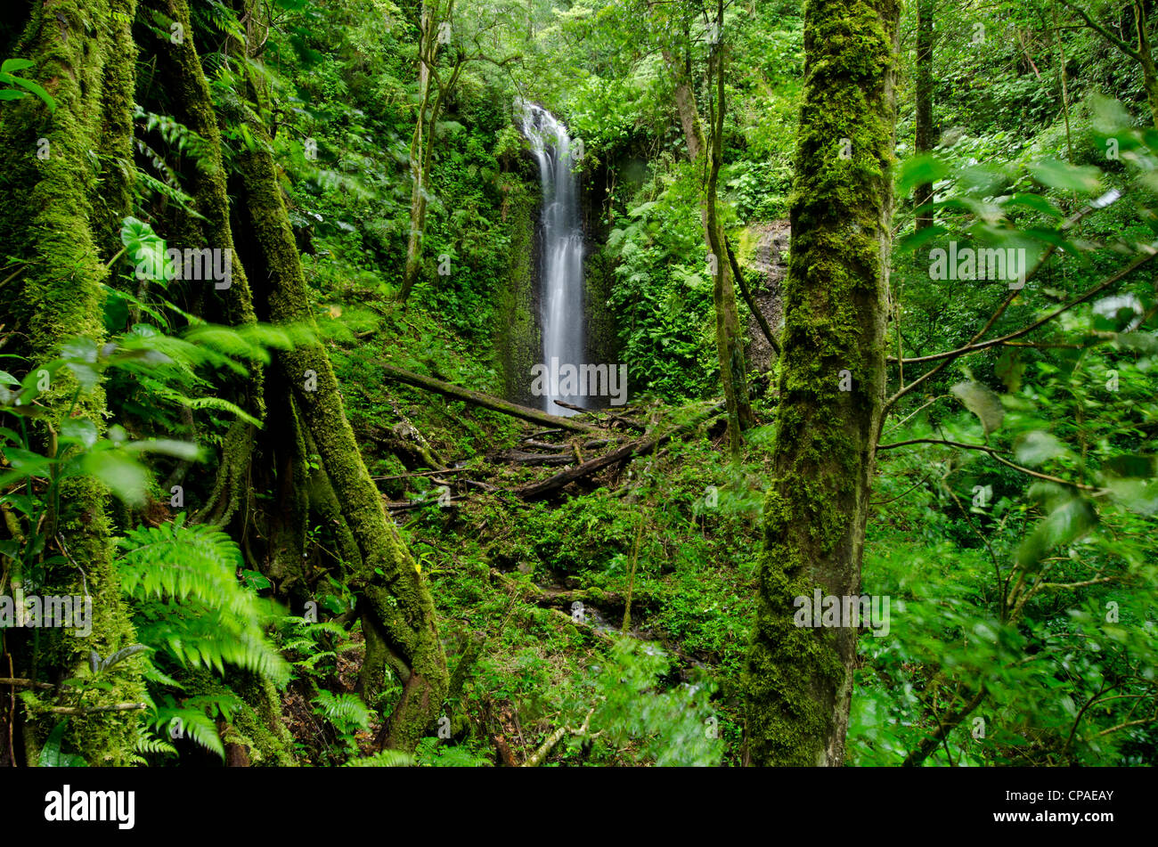 Wasserfall im Regenwald, La Amistad international park Stockfoto