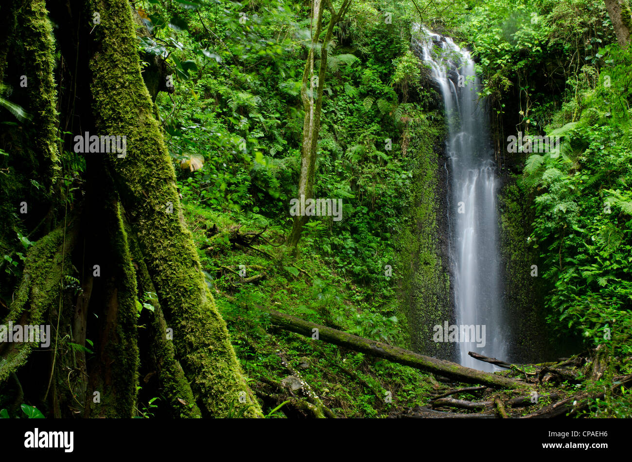 Wasserfall im Regenwald, La Amistad international park Stockfoto