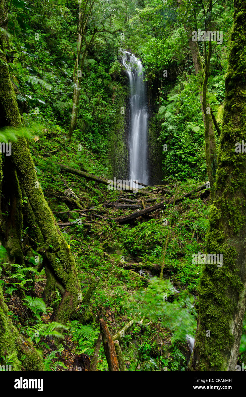 Wasserfall im Regenwald, La Amistad international park Stockfoto