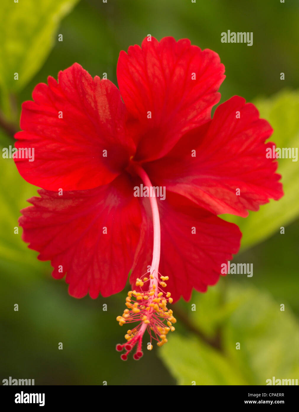 Roter Hibiskus, Hibiscus Rosa-Sinensis, Belize Stockfoto