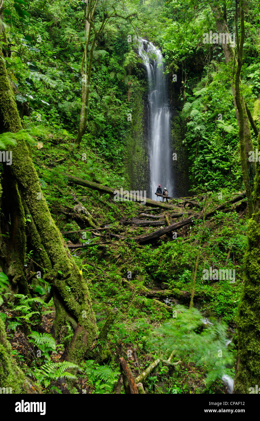 Wasserfall im Regenwald, La Amistad international park Stockfoto