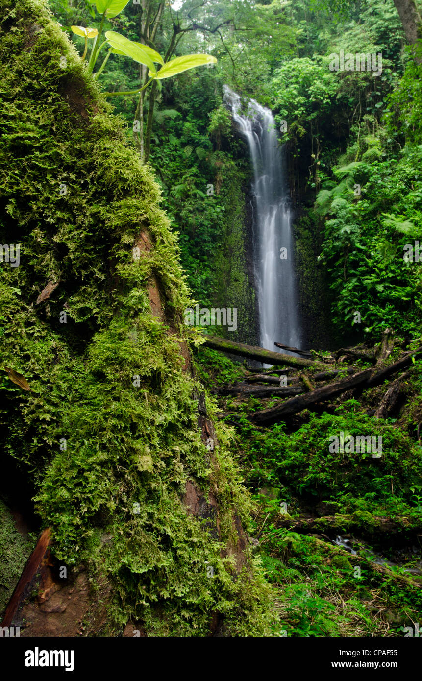 Wasserfall im Regenwald, La Amistad international park Stockfoto