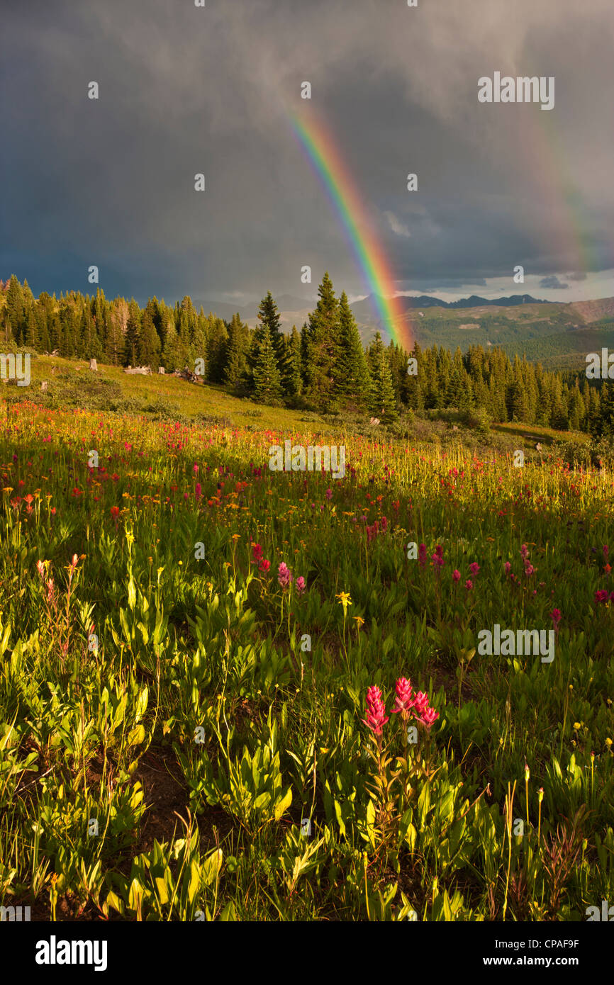 USA, Colorado, Schrein Pass. Ein Sonnenuntergang Regenbogen über einer Wiese mit Wildblumen gefüllt Stockfoto